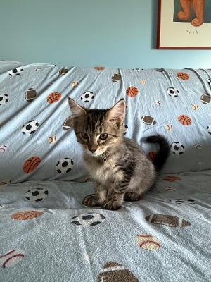 Enlarge Wolfman, a Adopted Domestic Medium Hair in Mokena, IL image 4/4
