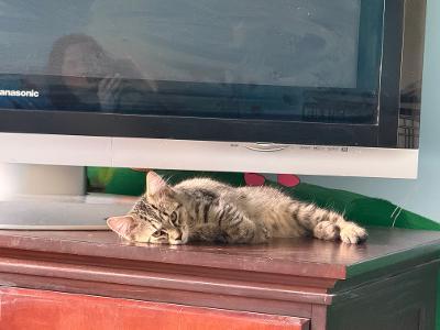 Enlarge Wolfman, a Adopted Domestic Medium Hair in Mokena, IL image 3/4