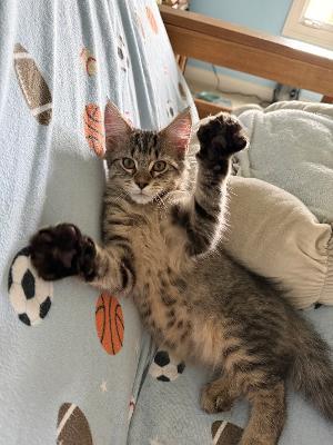 Wolfman, Adopted, Kitten Male Domestic Medium Hair.