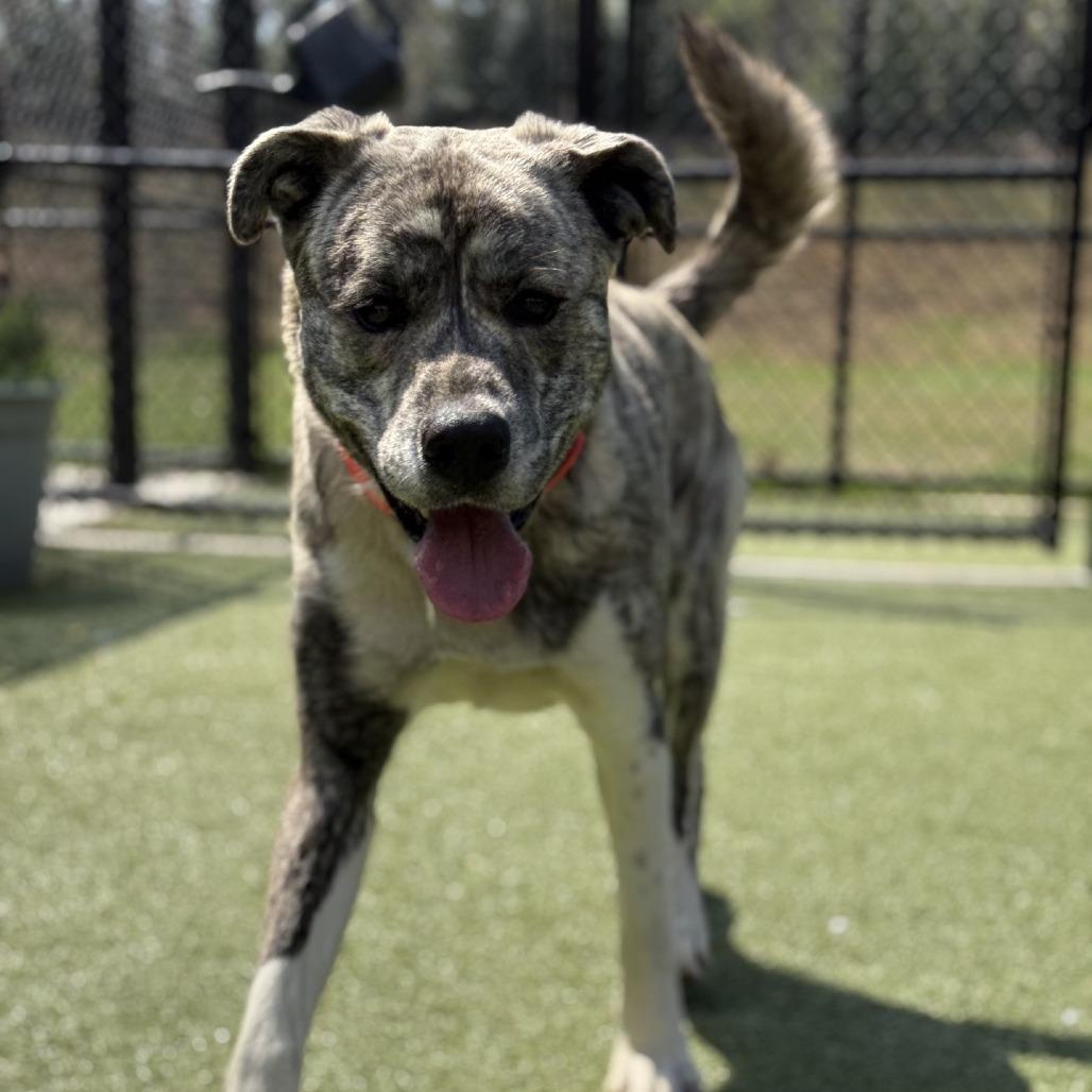 Curtis, Adoptable, Adult Male Mixed Breed & Mixed Breed.
