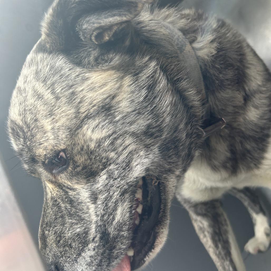 Enlarge Curtis, a Adoptable mixed breed in Greensboro, NC image 2/6