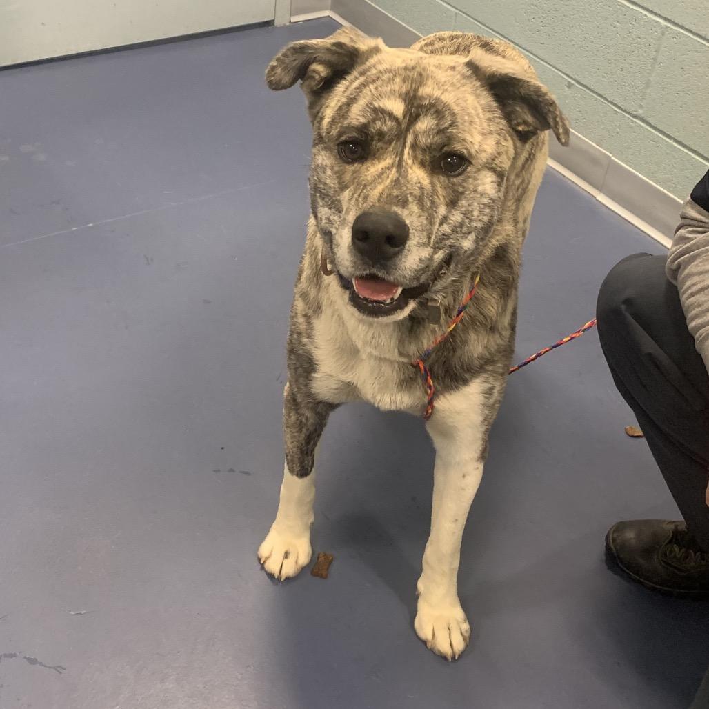 Enlarge Curtis, a Adoptable mixed breed in Greensboro, NC image 3/6