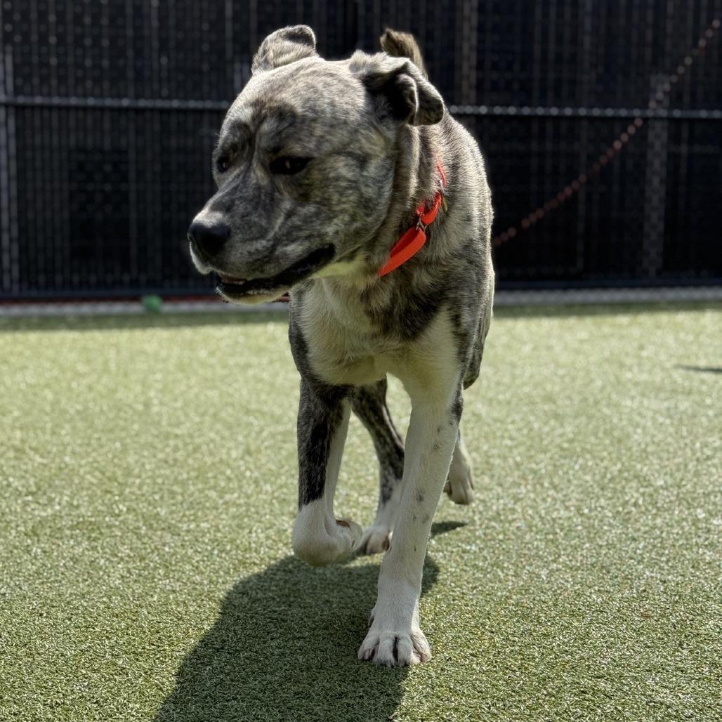 Enlarge Curtis, a Adoptable mixed breed in Greensboro, NC image 4/6