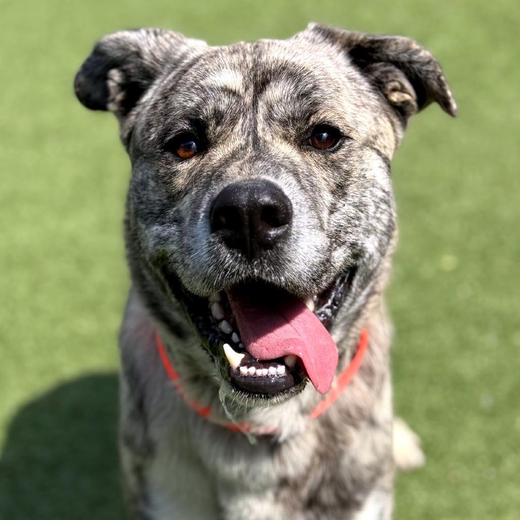 Enlarge Curtis, a Adoptable mixed breed in Greensboro, NC image 5/6