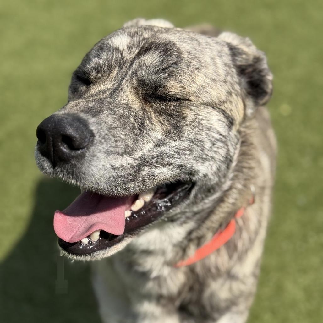 Enlarge Curtis, a Adoptable mixed breed in Greensboro, NC image 6/6