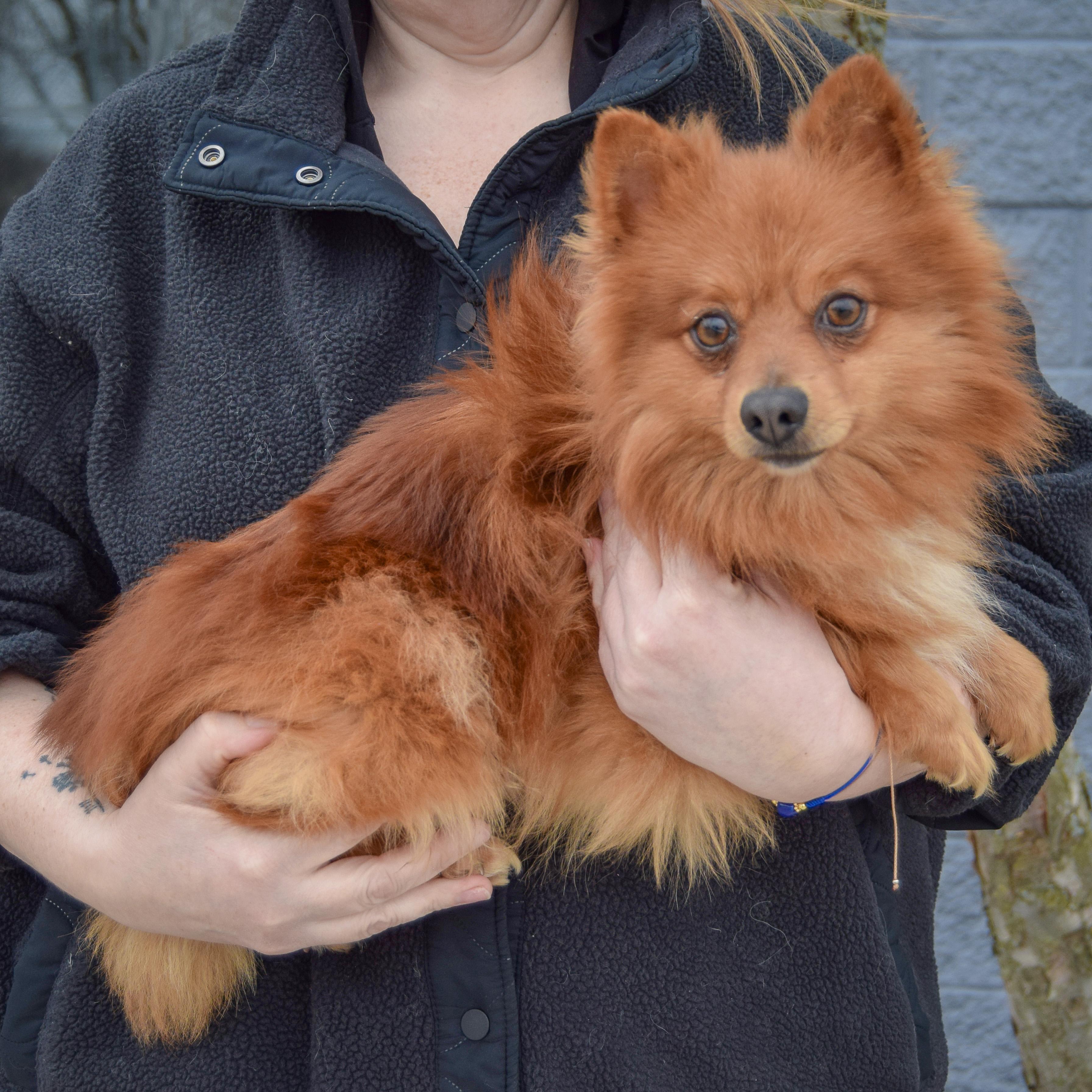 Enlarge Lou Lou, an adopted mixed breed in Huntley, IL image 2/5