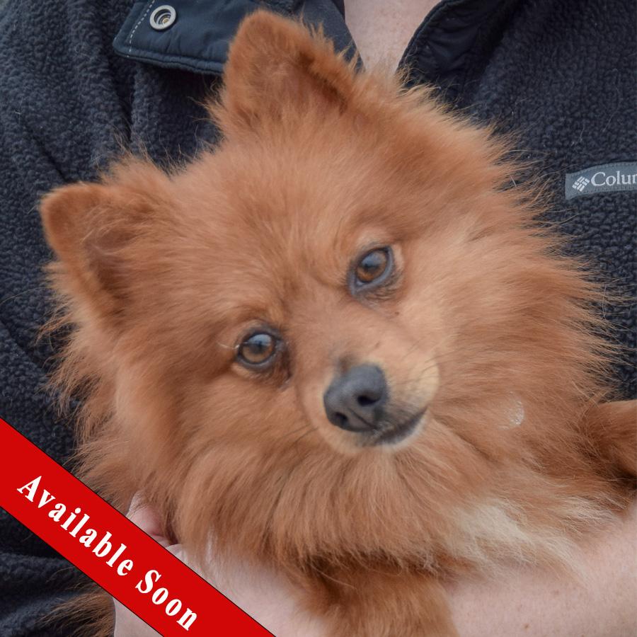 Enlarge Lou Lou, an adopted mixed breed in Huntley, IL image 1/5