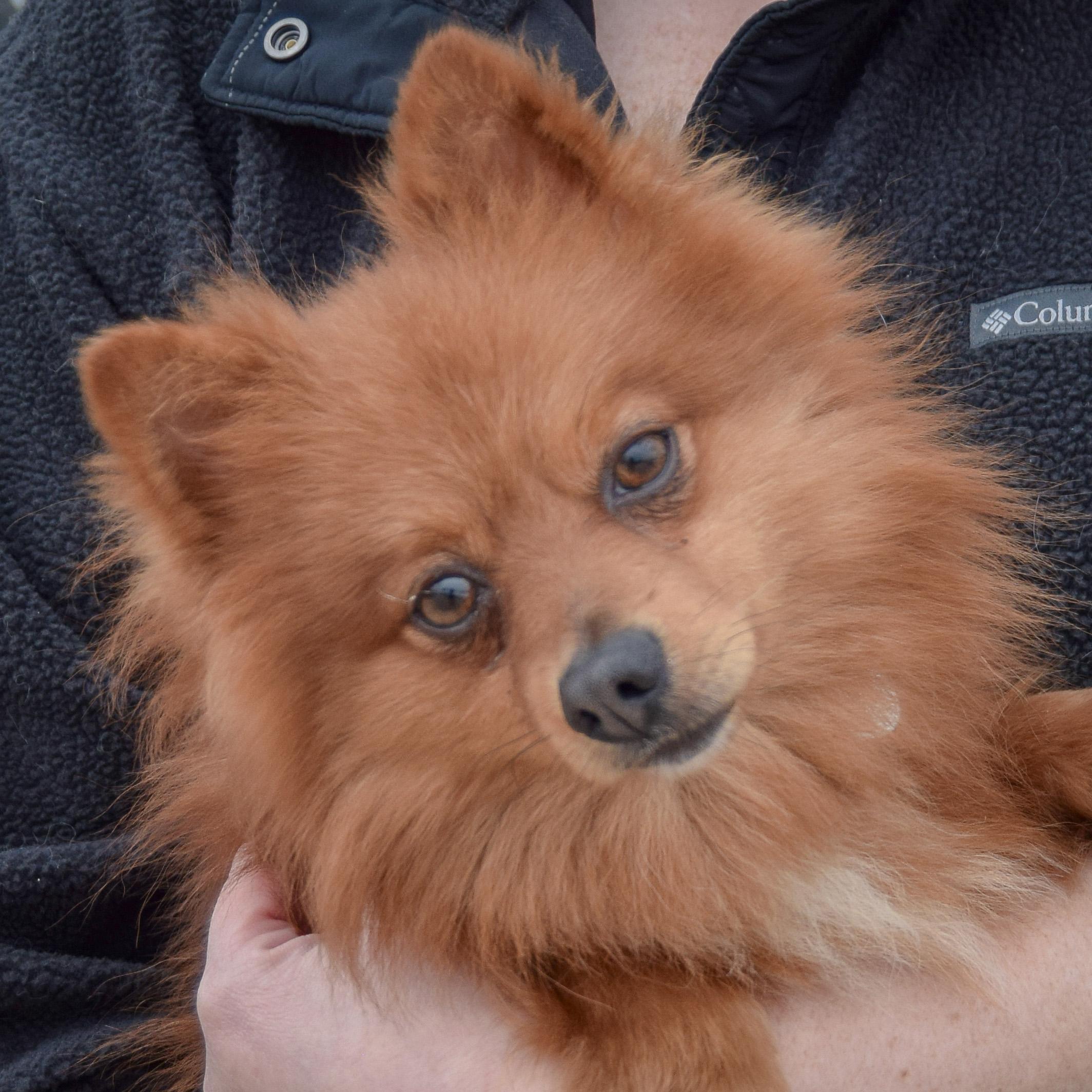 Enlarge Lou Lou, an adopted mixed breed in Huntley, IL image 5/5