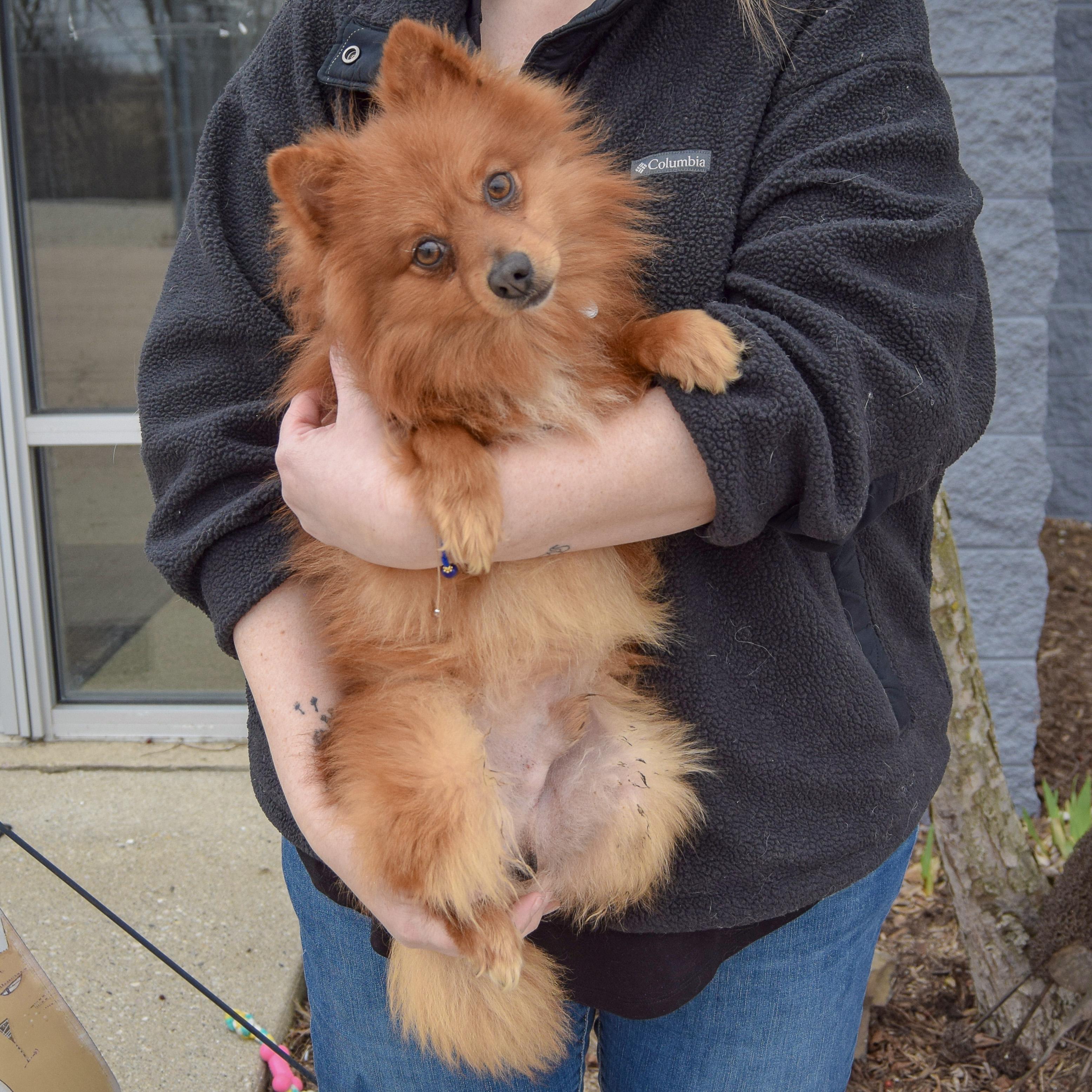 Enlarge Lou Lou, an adopted mixed breed in Huntley, IL image 3/5