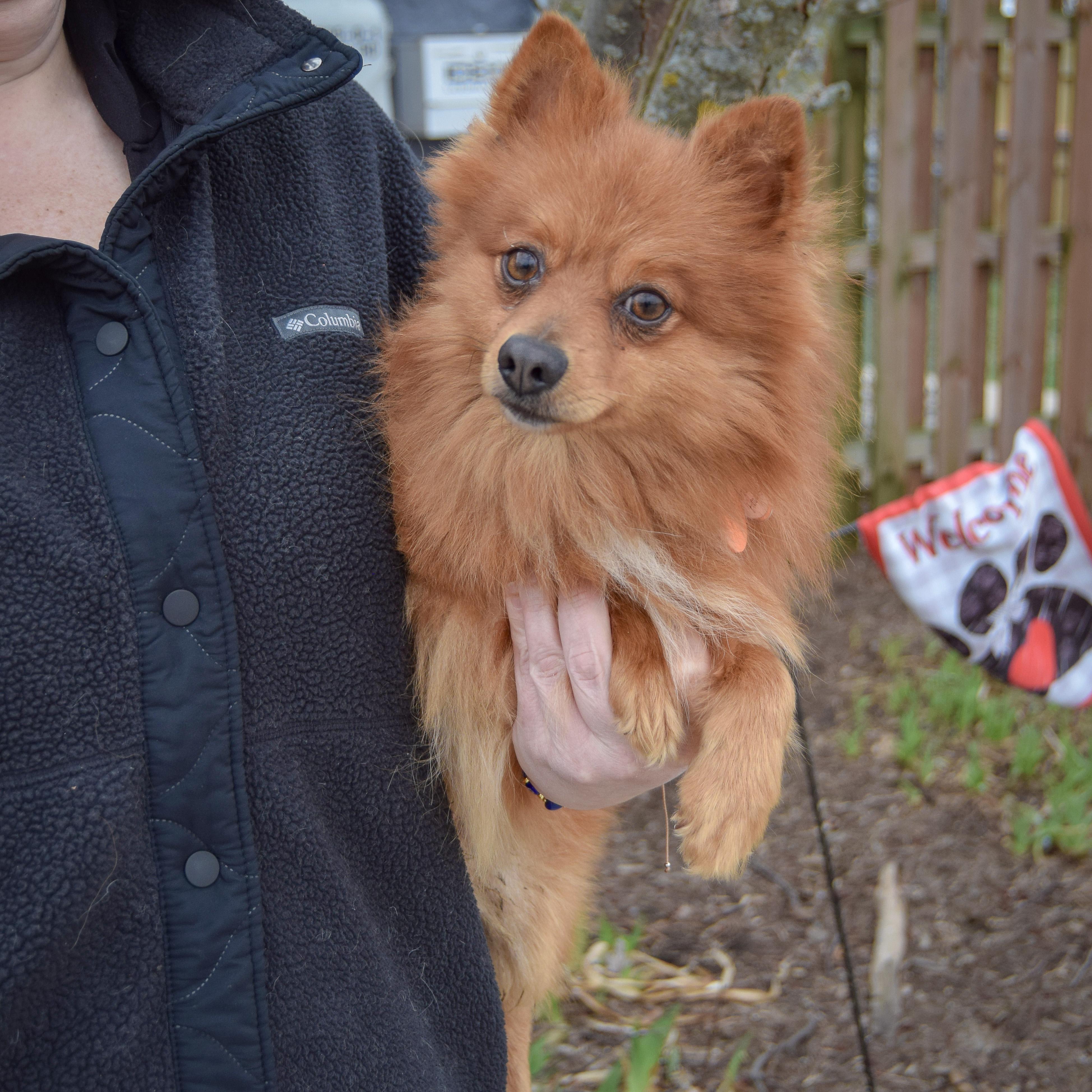 Enlarge Lou Lou, an adopted mixed breed in Huntley, IL image 4/5