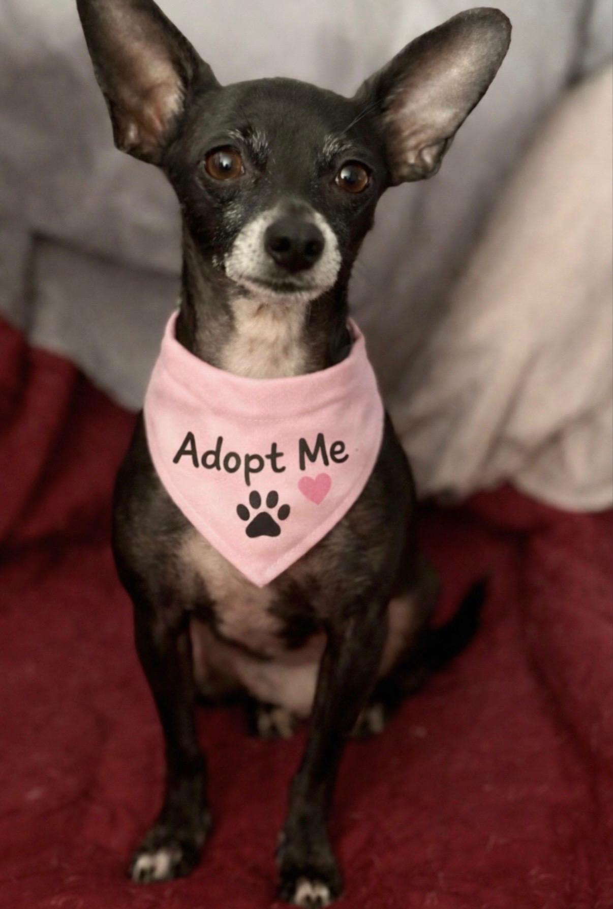 Enlarge Hildie, a Adoptable Chihuahua in Austin, TX image 3/6