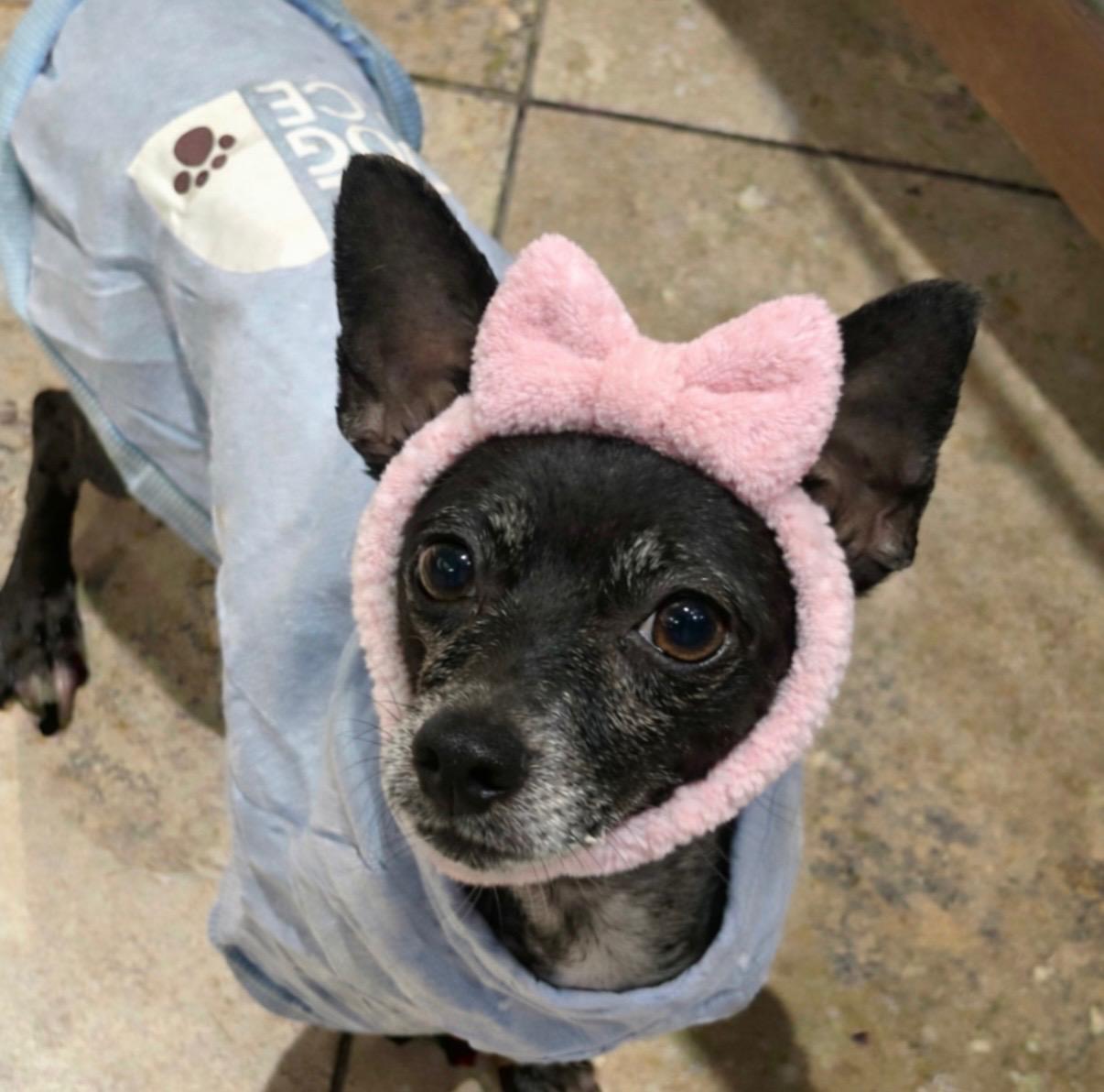 Enlarge Hildie, a Adoptable Chihuahua in Austin, TX image 6/6