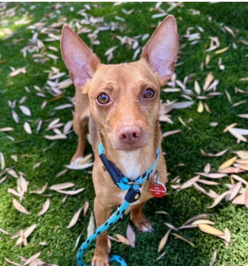 Enlarge Bobby, a Adoptable Mixed Breed in Los Angeles, CA image 1/1