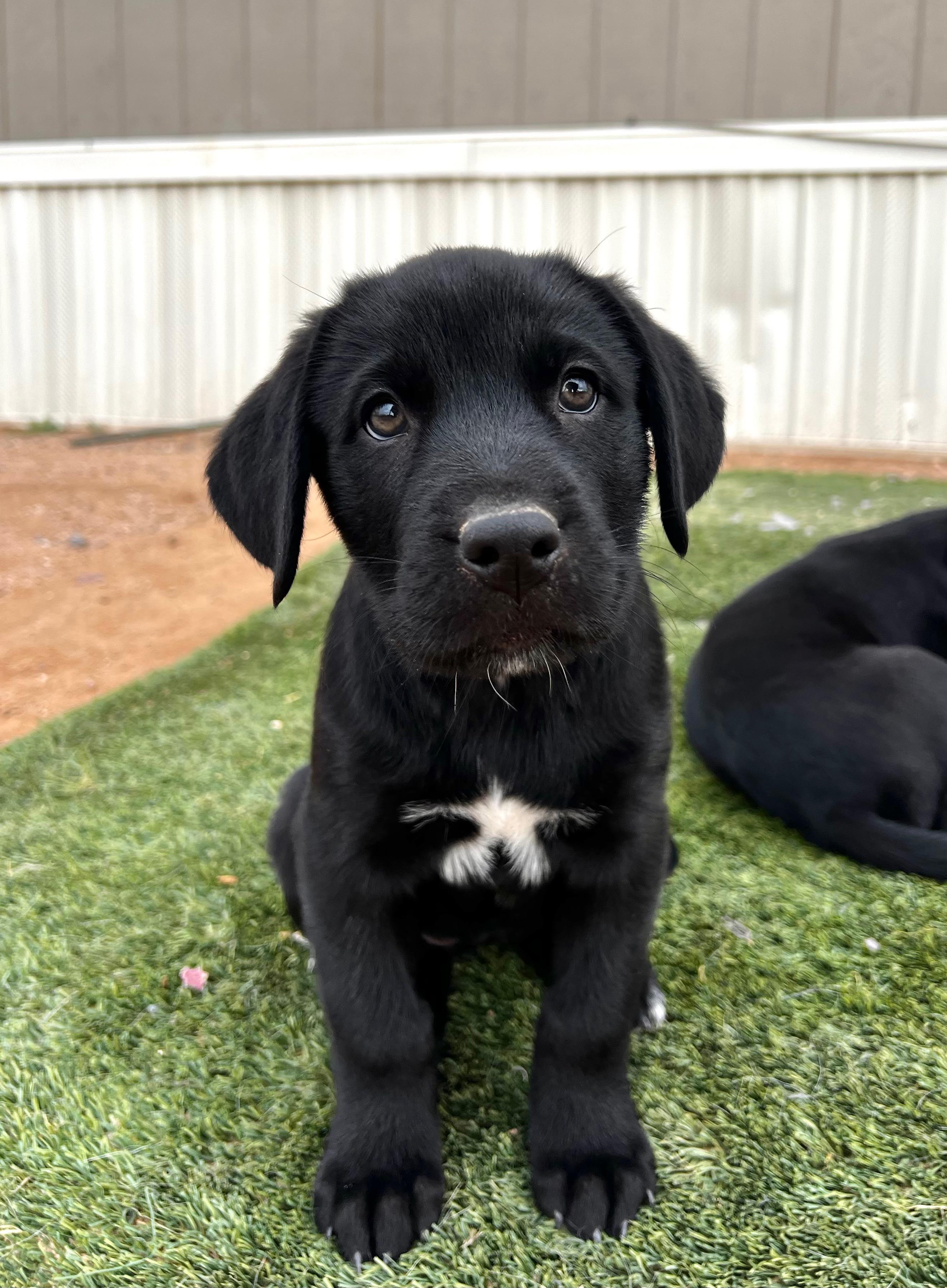 Enlarge Poppy (Eloise’s Litter), a Adopted Anatolian Shepherd in Tucson, AZ image 1/1