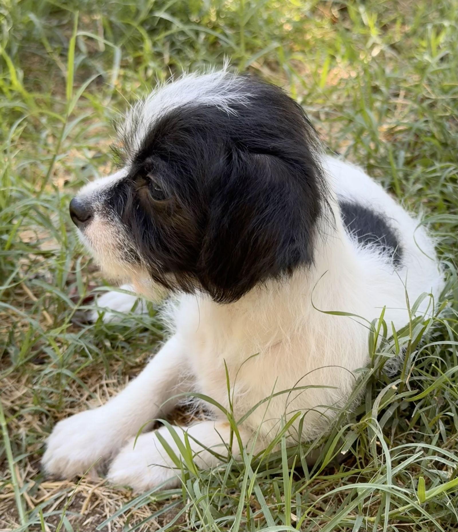 Gibbs, Adoptable, Puppy Male Terrier.