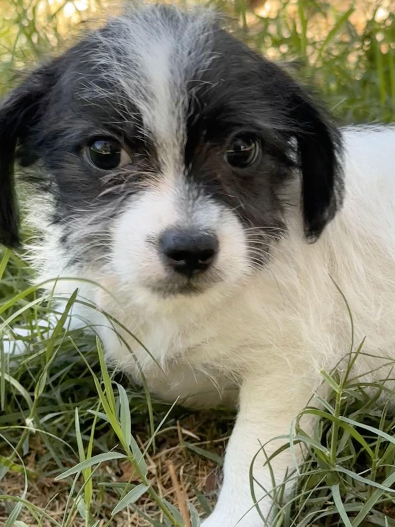 Enlarge Gibbs, a Adoptable Terrier in Capistrano Beach, CA image 2/3