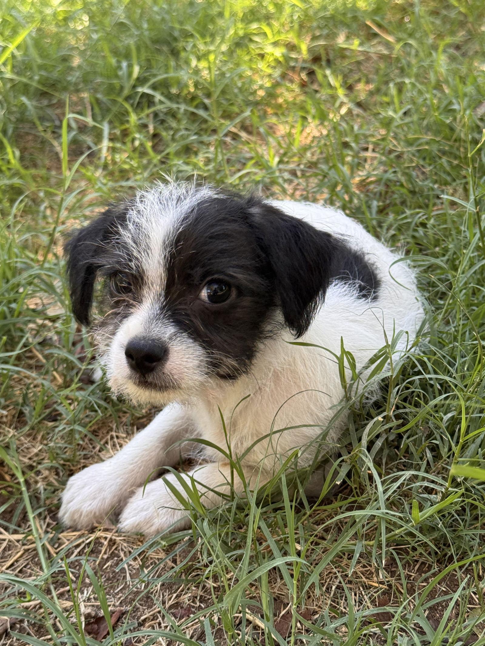 Enlarge Gibbs, a Adoptable Terrier in Capistrano Beach, CA image 3/3