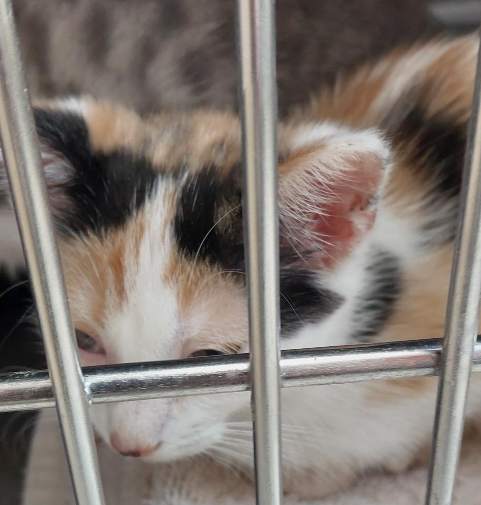 Allen Kitten 4(Abyss), a Adoptable mixed breed in Mocksville, NC image 1/4