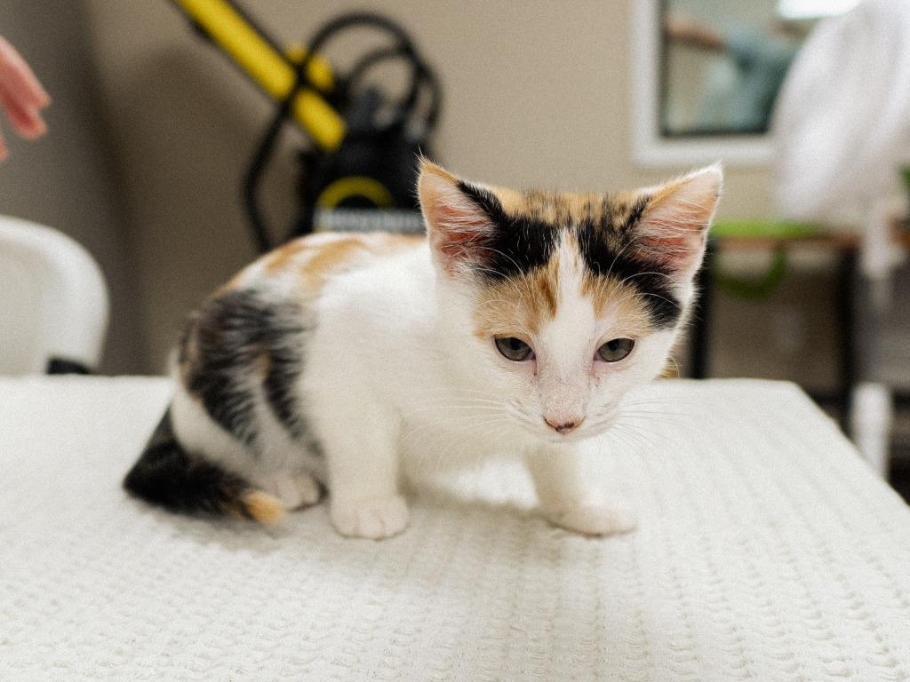 Allen Kitten 4(Abyss), a Adoptable mixed breed in Mocksville, NC image 2/4