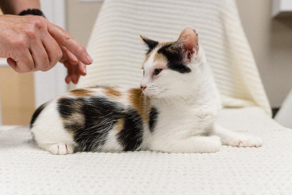 Allen Kitten 4(Abyss), a Adoptable mixed breed in Mocksville, NC image 3/4