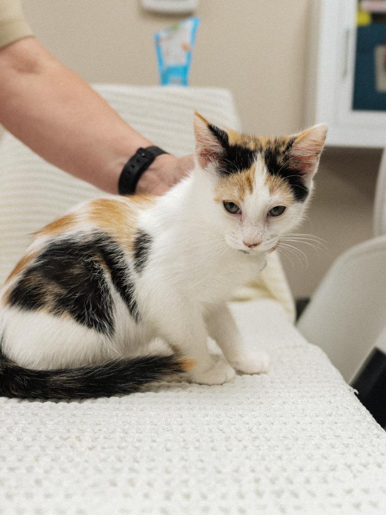 Allen Kitten 4(Abyss), a Adoptable mixed breed in Mocksville, NC image 4/4