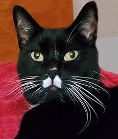 Enlarge Seymour, an adopted Tuxedo in Tiburon, CA image 1/1