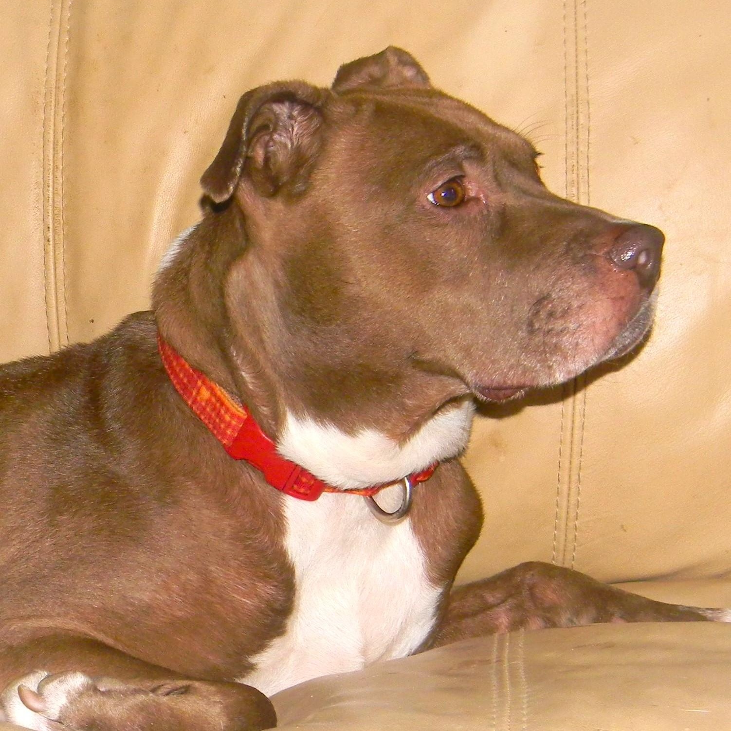 Enlarge SIENNA, a Adoptable mixed breed in Burton, MI image 2/6