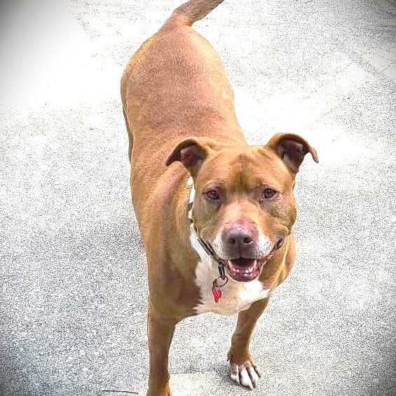 Enlarge SIENNA, a Adoptable mixed breed in Burton, MI image 3/6