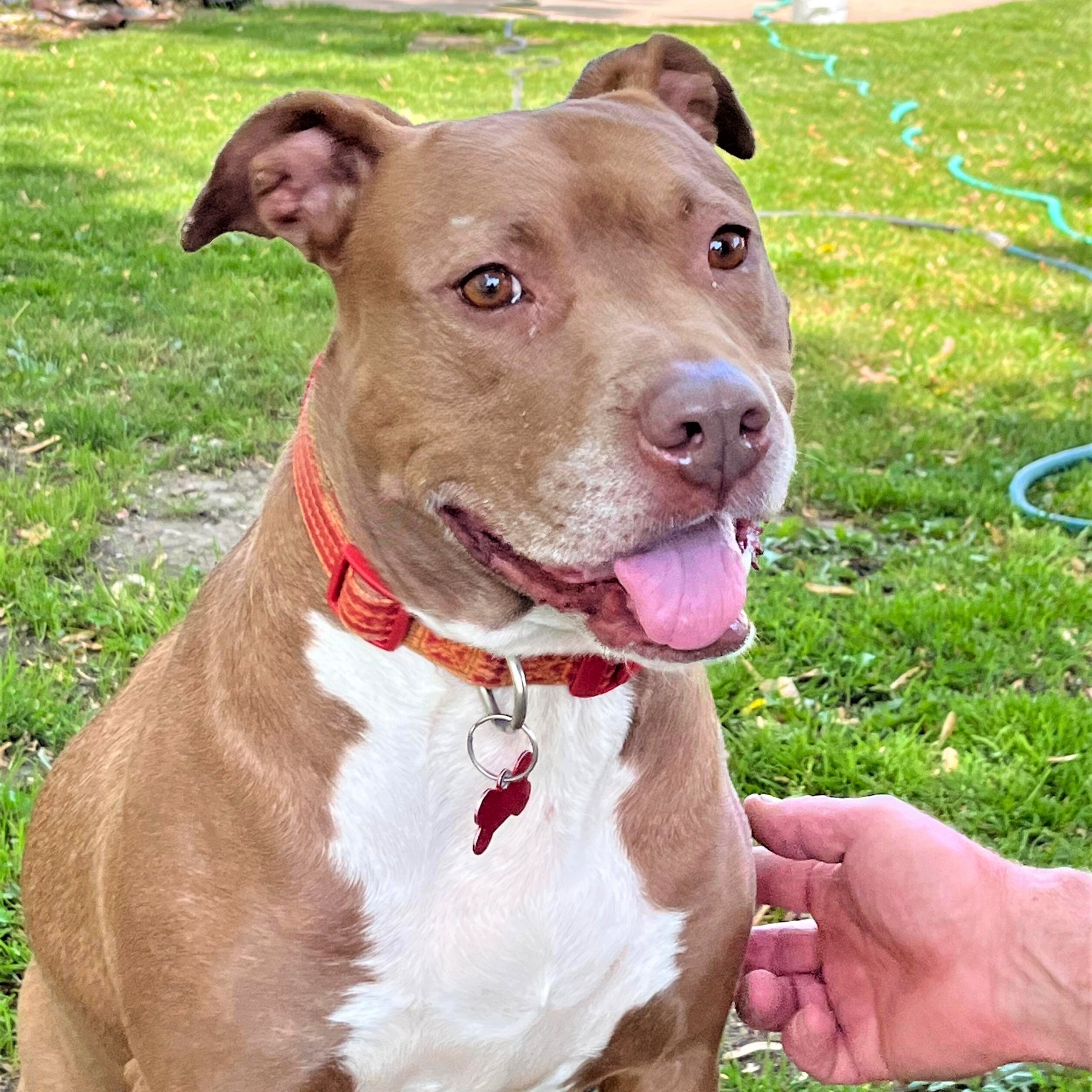 Enlarge SIENNA, a Adoptable mixed breed in Burton, MI image 6/6