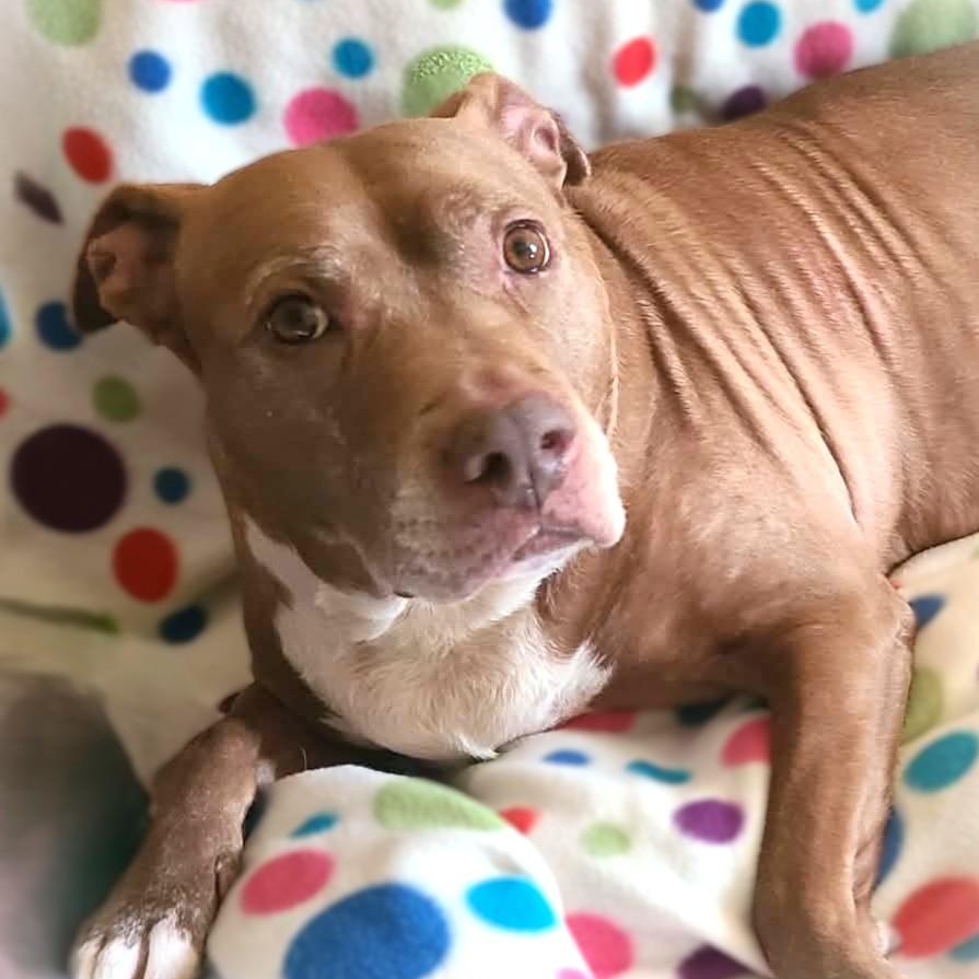 Enlarge SIENNA, a Adoptable mixed breed in Burton, MI image 1/6