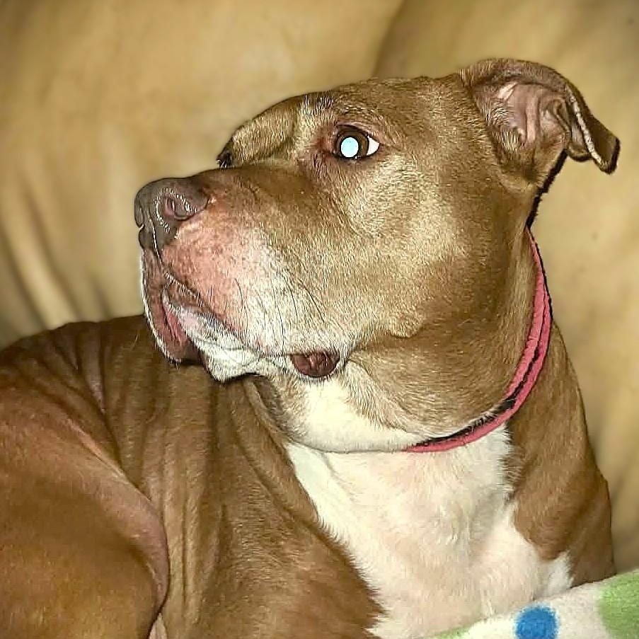 SIENNA, Adoptable, Adult Female American Staffordshire Terrier & Pit Bull Terrier.