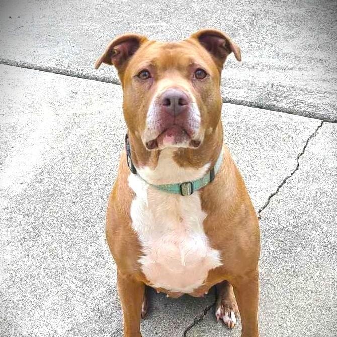 SIENNA, Adoptable, Adult Female American Staffordshire Terrier & Pit Bull Terrier.