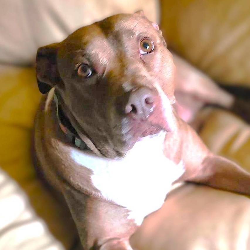 Enlarge SIENNA, a Adoptable mixed breed in Burton, MI image 5/6