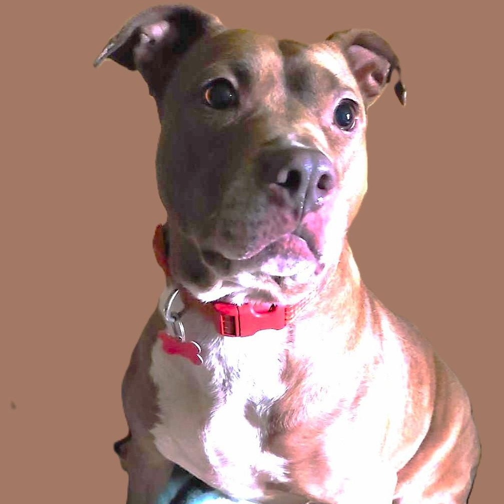 Enlarge SIENNA, a Adoptable mixed breed in Burton, MI image 1/6