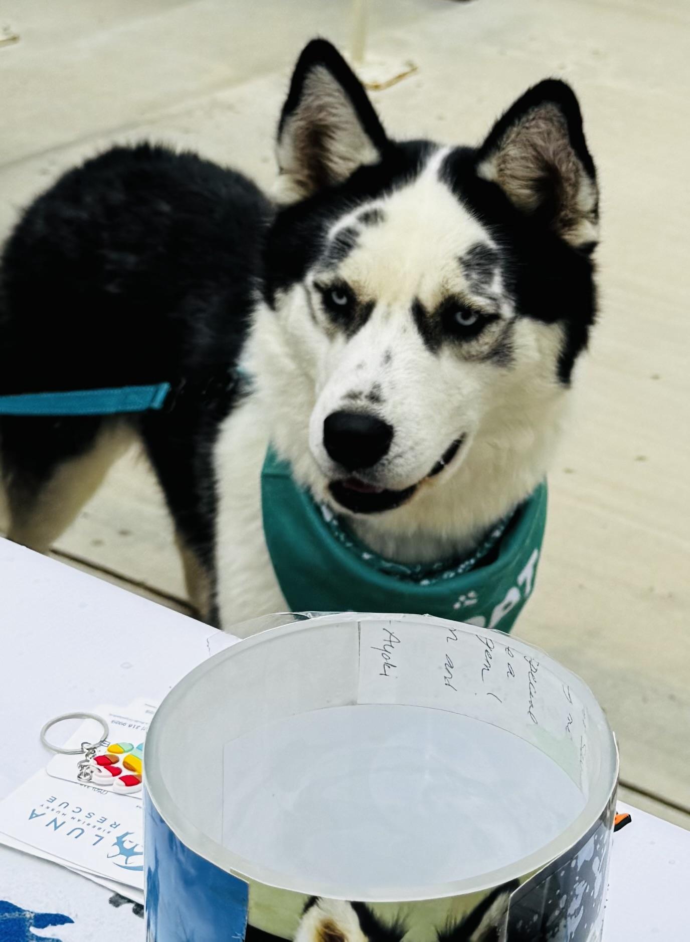 Maddox, Adoptable, Young Male Siberian Husky.