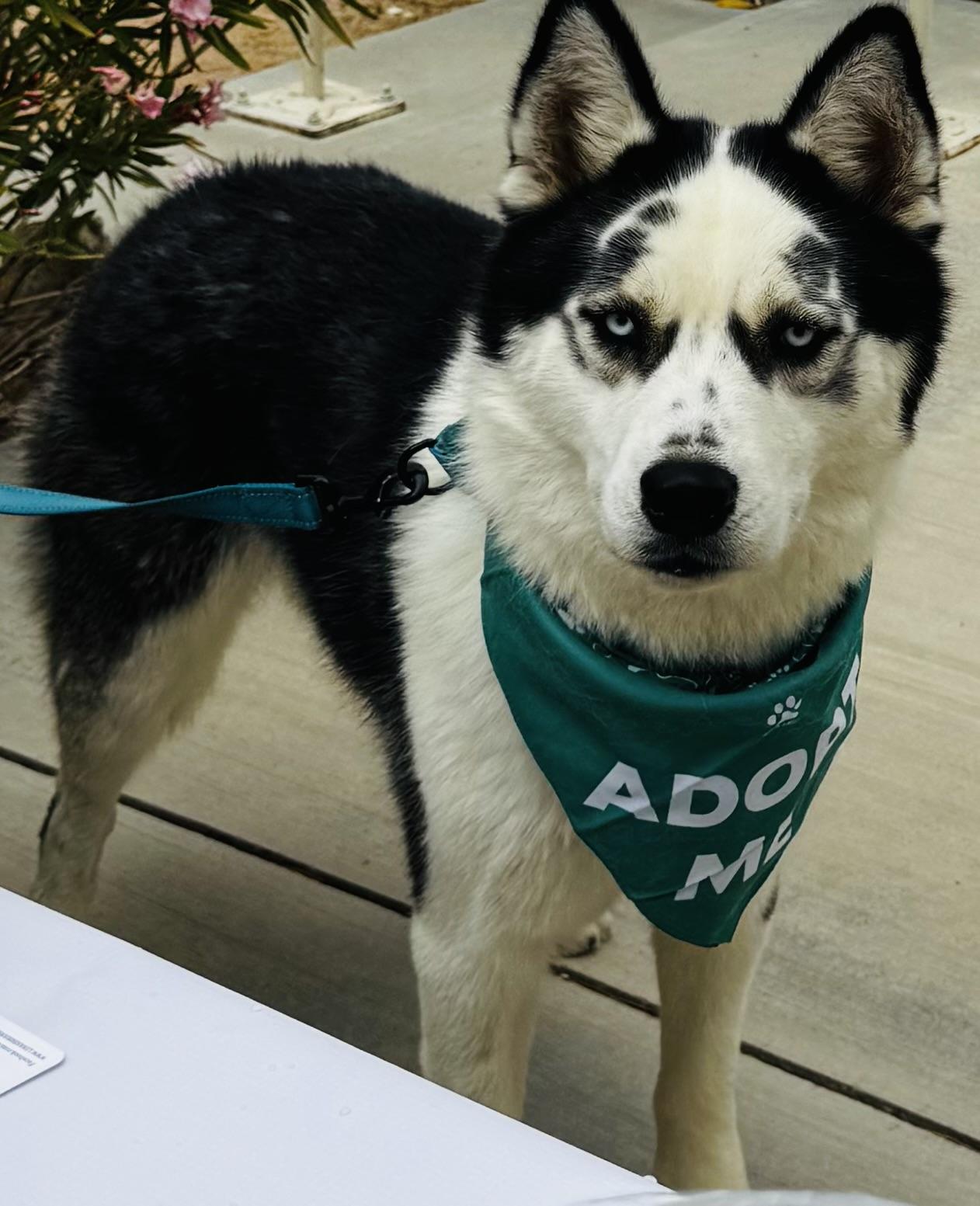 Enlarge Maddox, a Adoptable Siberian Husky in Fontana, CA image 6/6