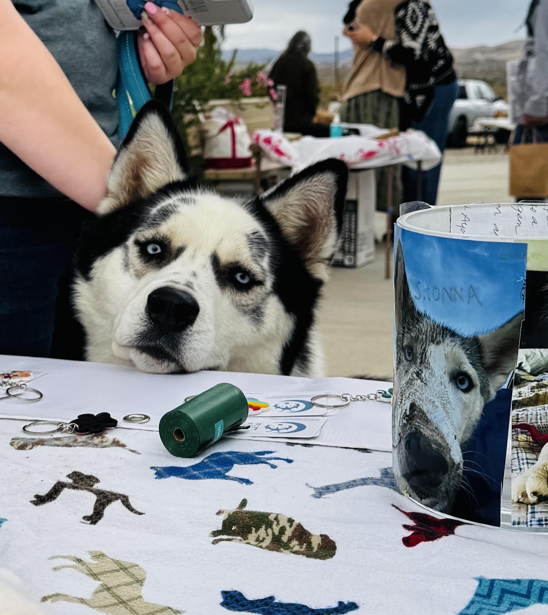 Enlarge Maddox, a Adoptable Siberian Husky in Fontana, CA image 4/6