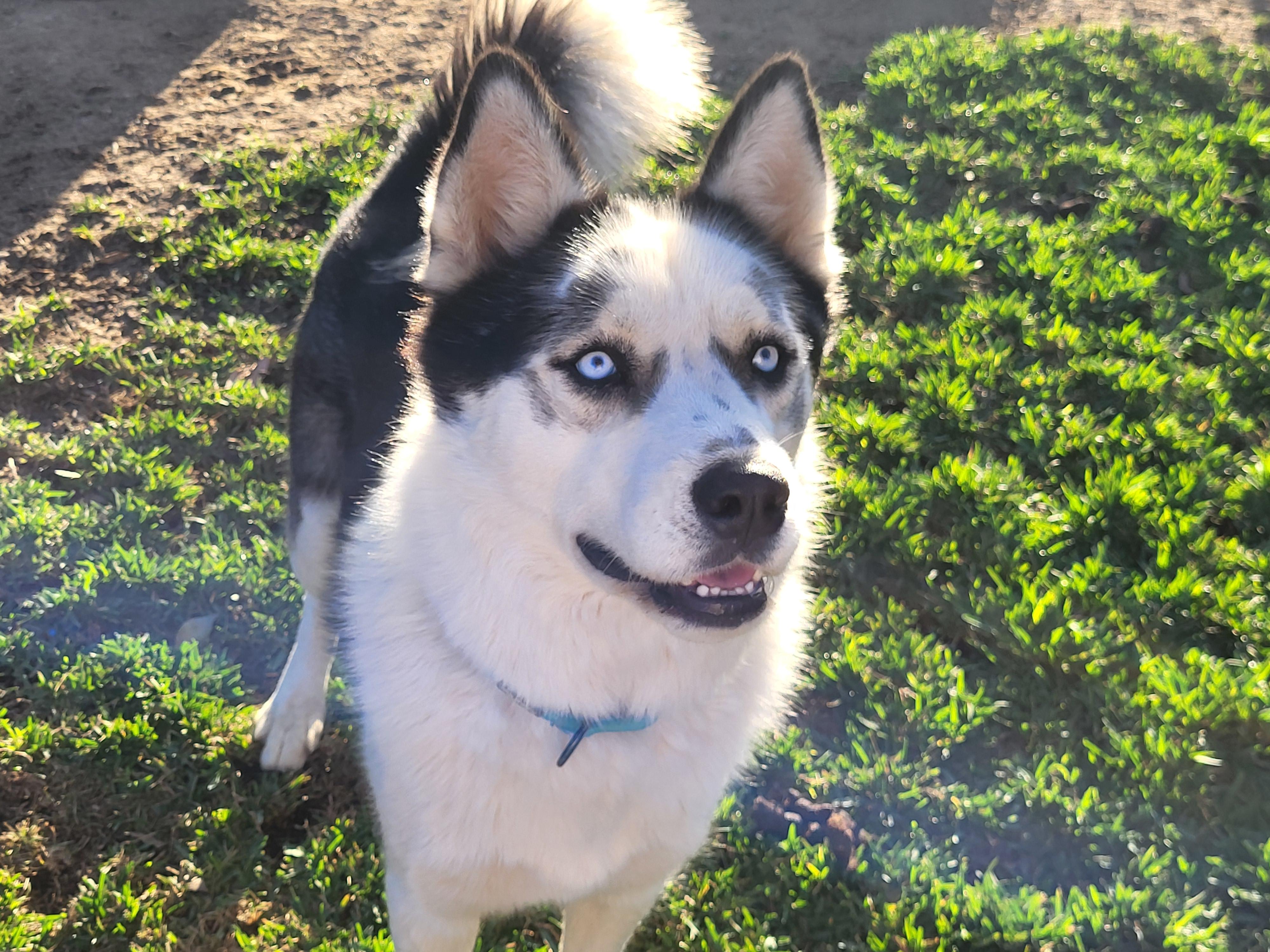 Enlarge Maddox, a Adoptable Siberian Husky in Fontana, CA image 1/6