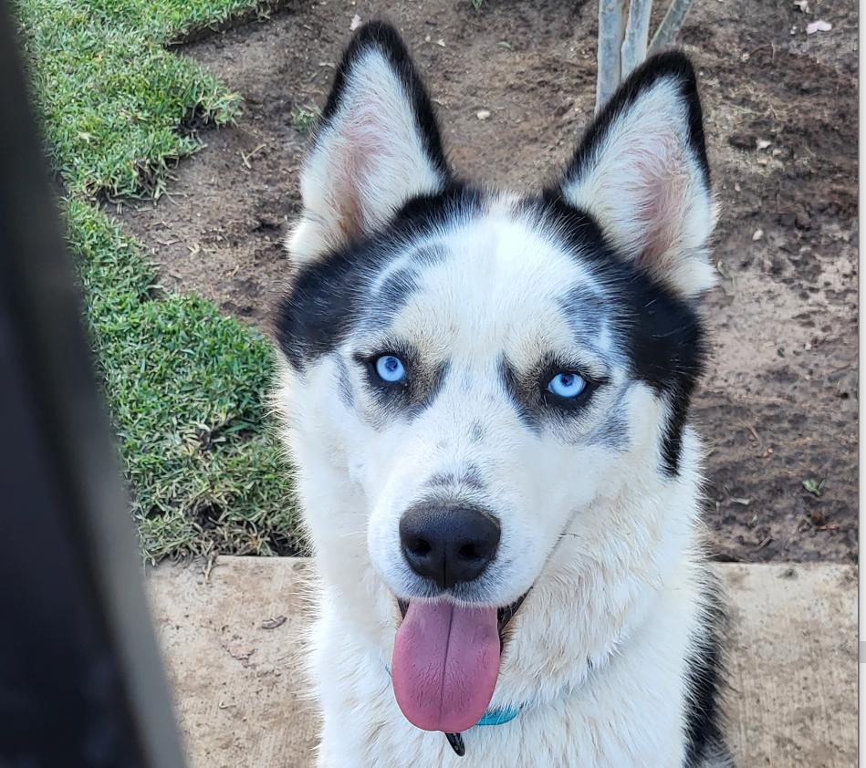 Enlarge Maddox, a Adoptable Siberian Husky in Fontana, CA image 2/6