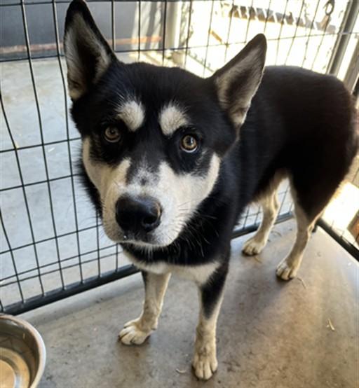 Enlarge A211958, a Adoptable mixed breed in Olivehurst, CA image 1/1