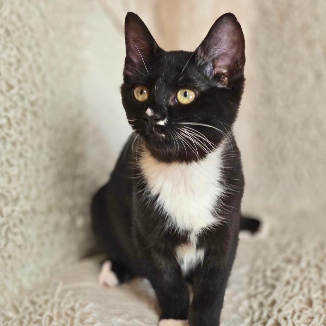 Broccoli, Adoptable, Kitten Male Domestic Short Hair.