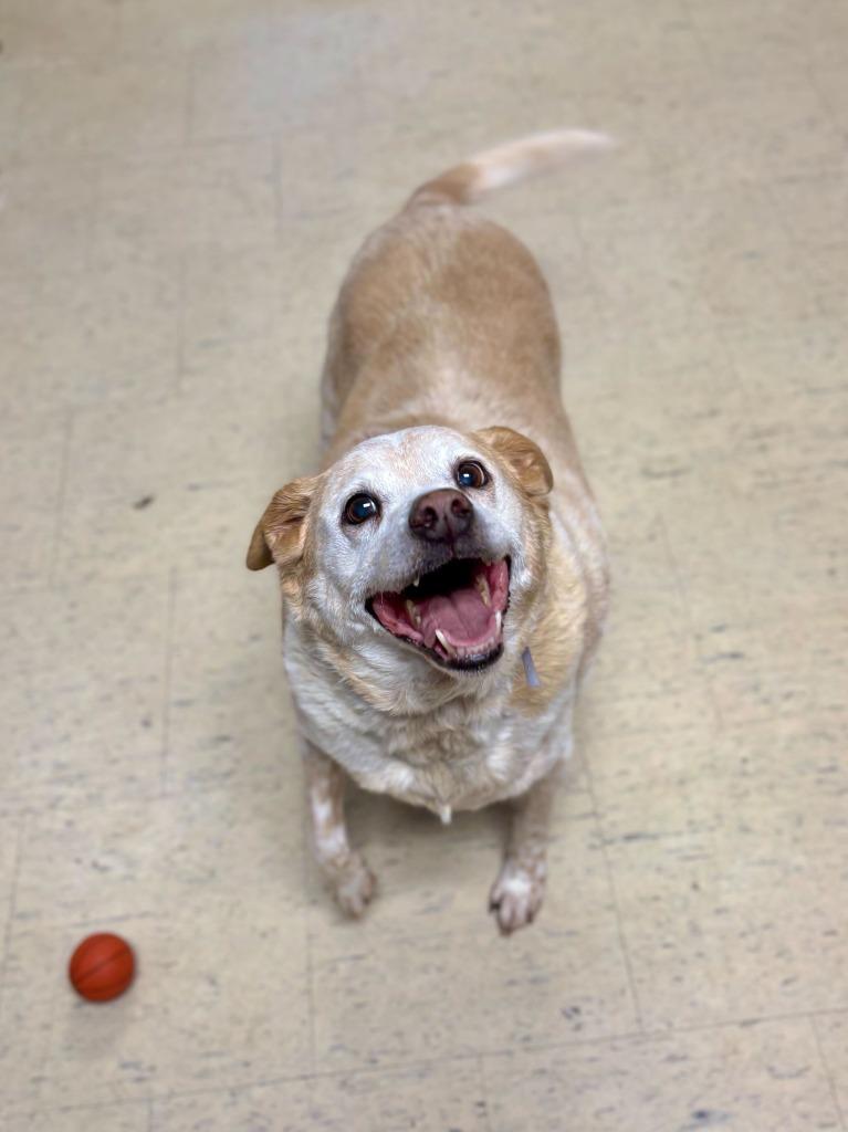 Maytag, Adoptable, Senior Female Mixed Breed.