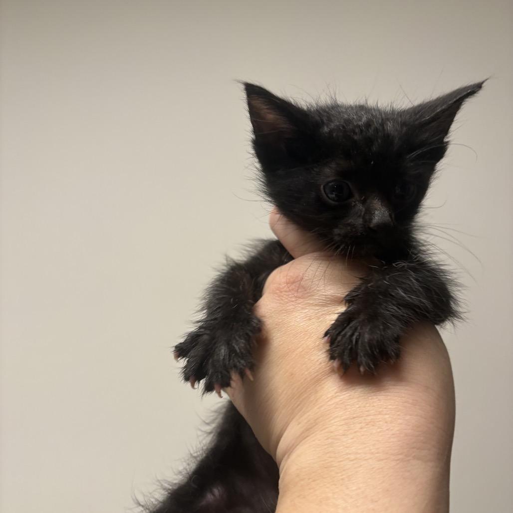 Ernie, Adoptable, Kitten Male Domestic Short Hair.