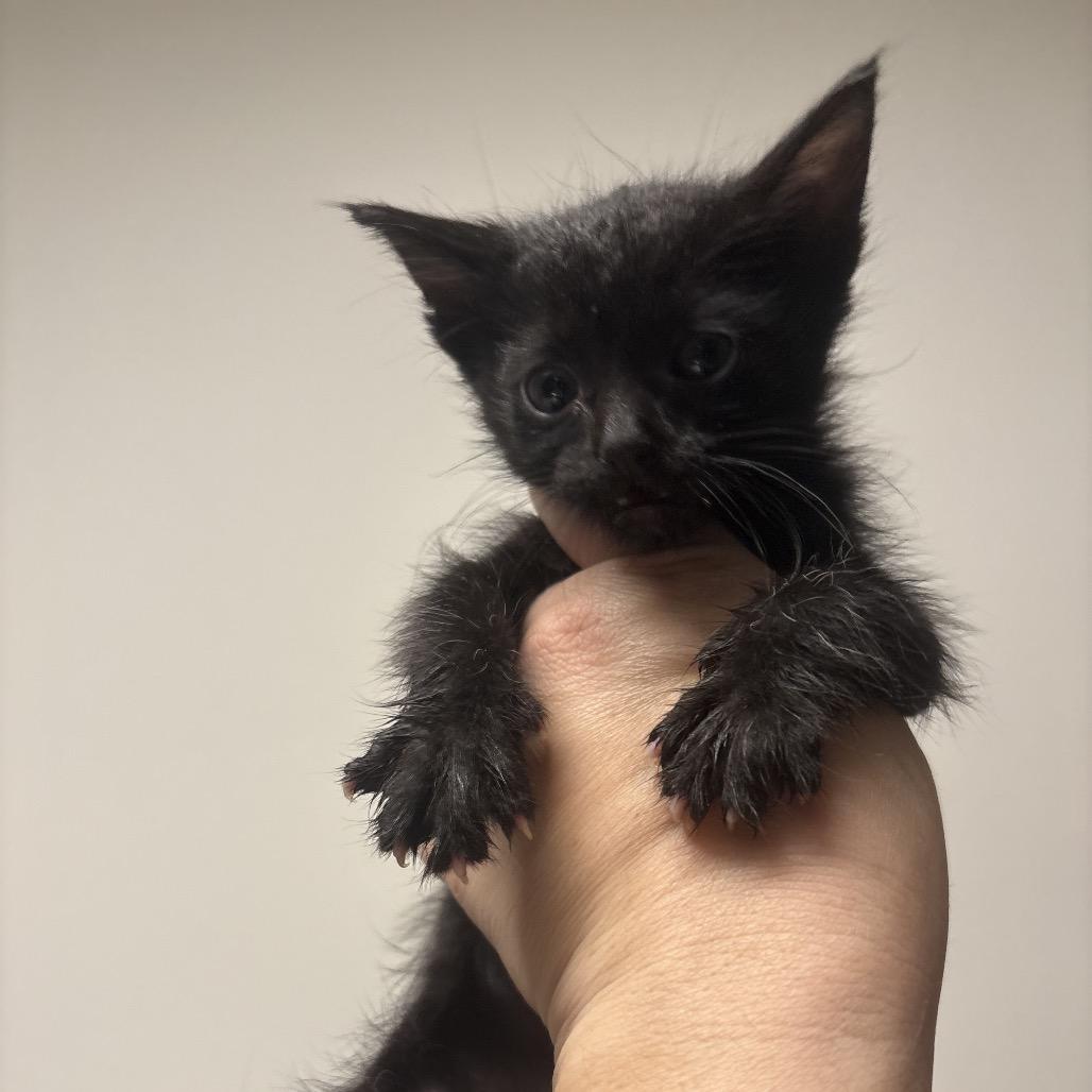 Ernie, a Adoptable Domestic Short Hair in Escondido, CA image 2/6