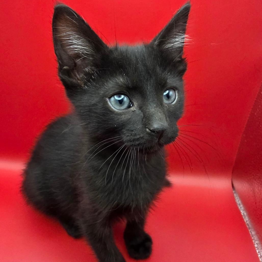 Ernie, a Adoptable Domestic Short Hair in Escondido, CA image 4/6