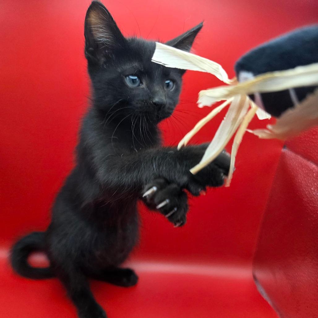 Ernie, a Adoptable Domestic Short Hair in Escondido, CA image 5/6