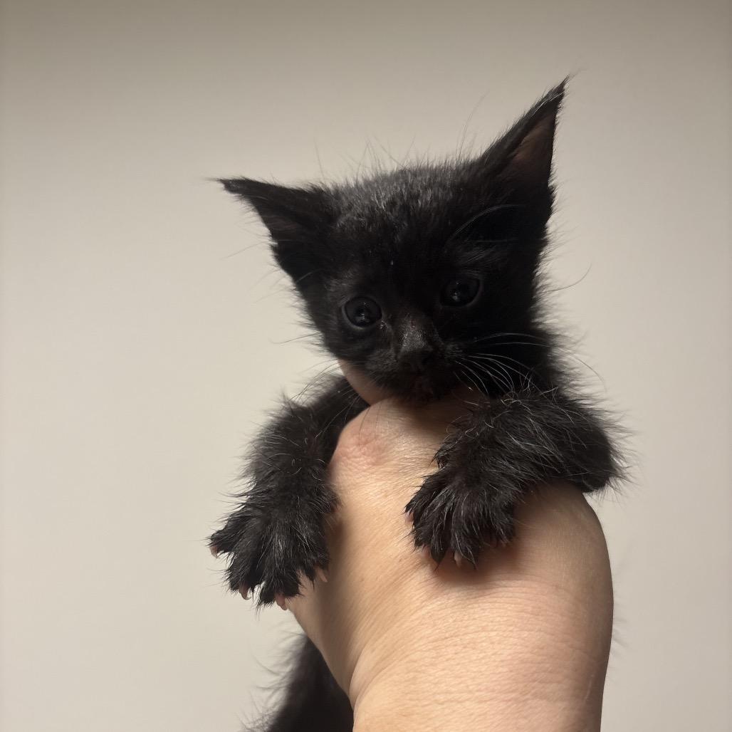 Ernie, a Adoptable Domestic Short Hair in Escondido, CA image 6/6