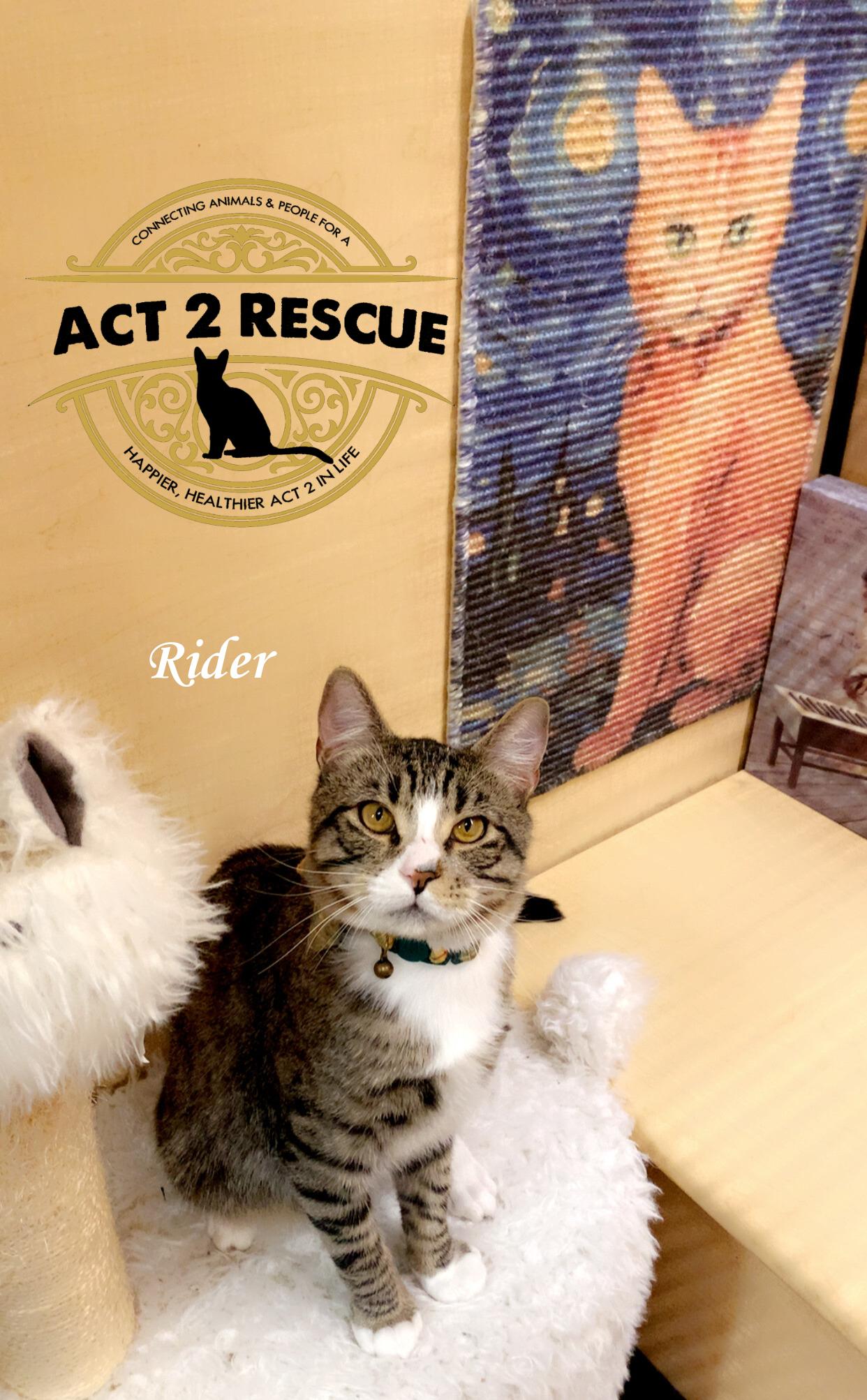 Rider — thumbnail 2