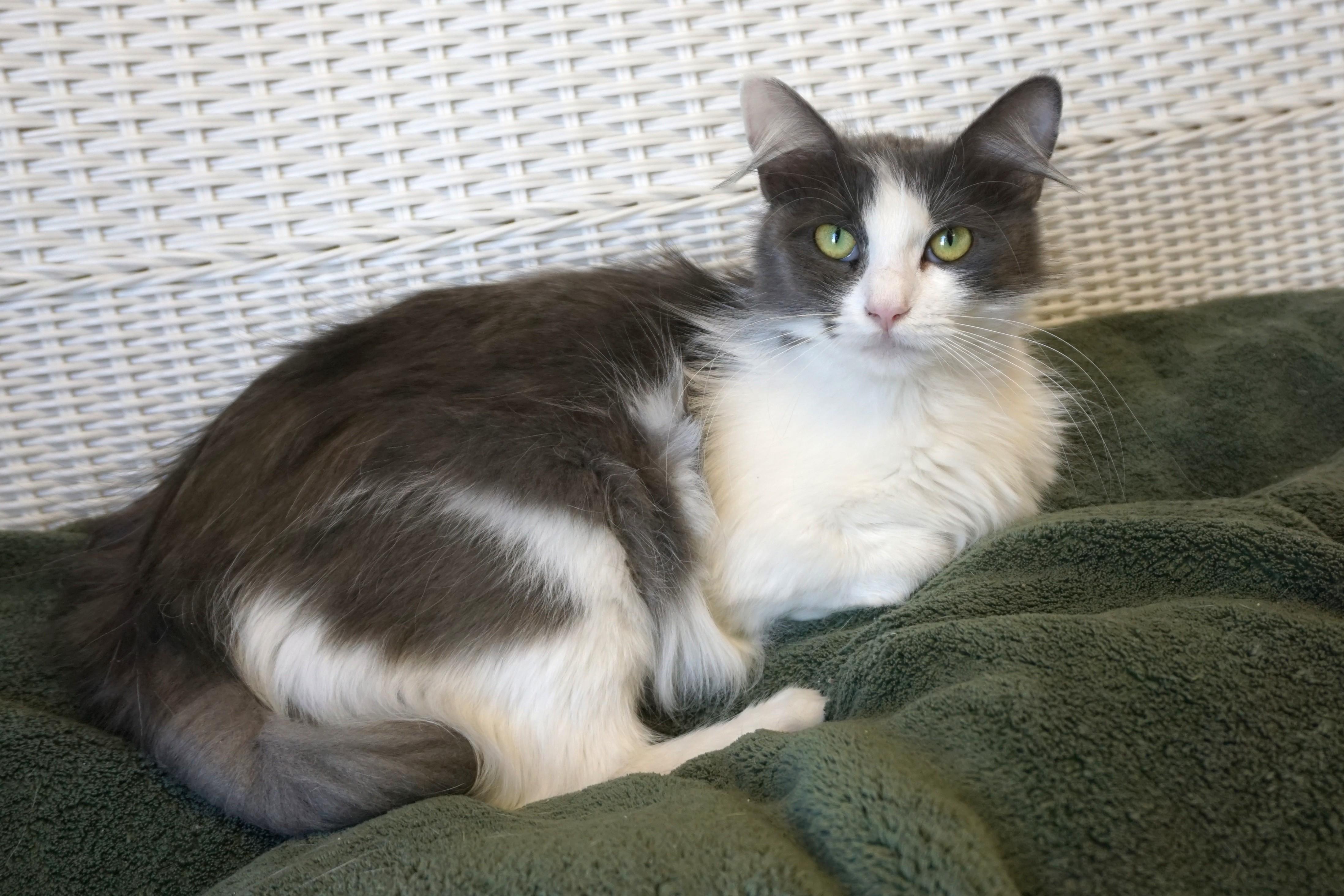 Peartini, adopted, Young Female Domestic Long Hair.