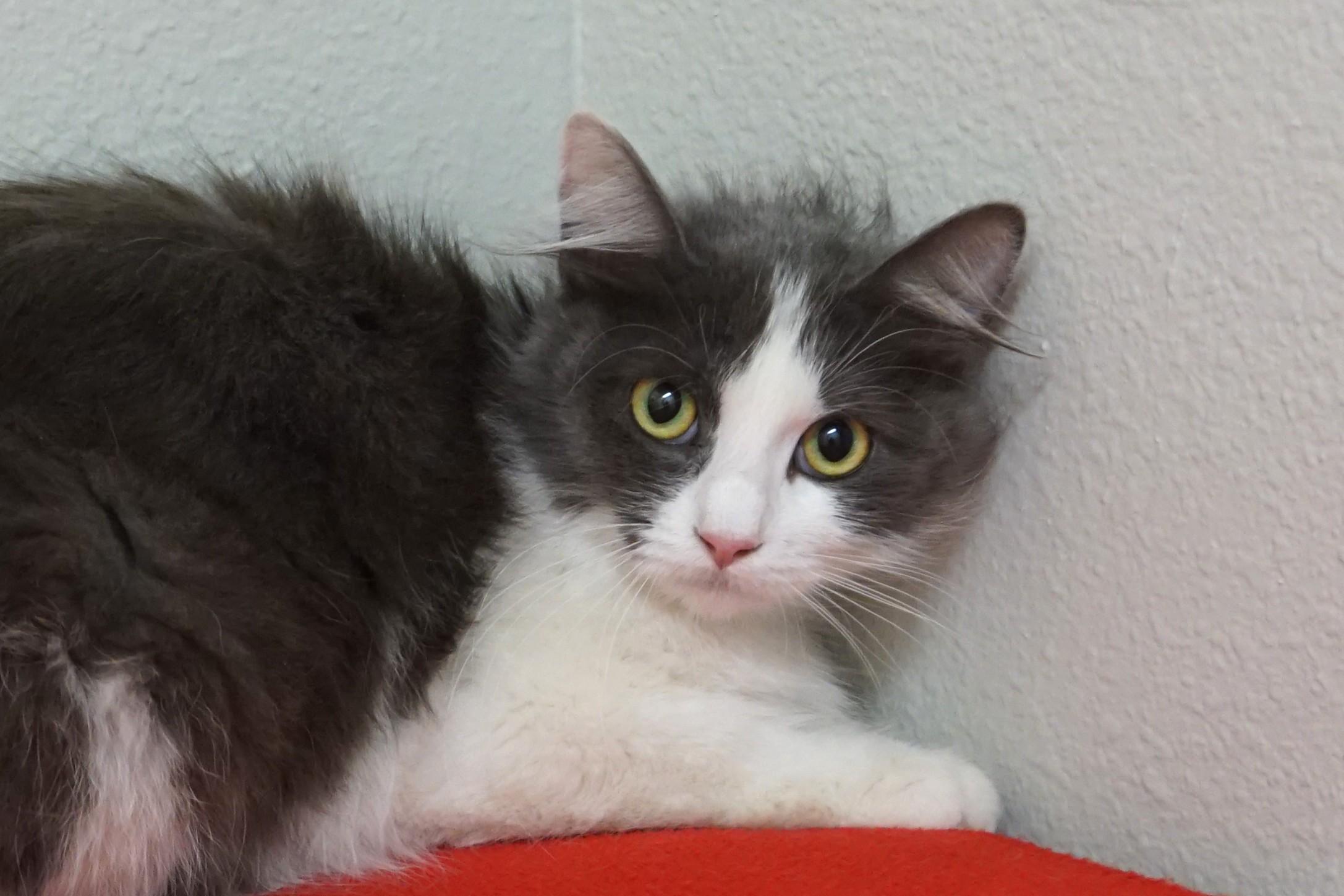 Enlarge Peartini, an adopted Domestic Long Hair in Fountain Hills, AZ image 3/4